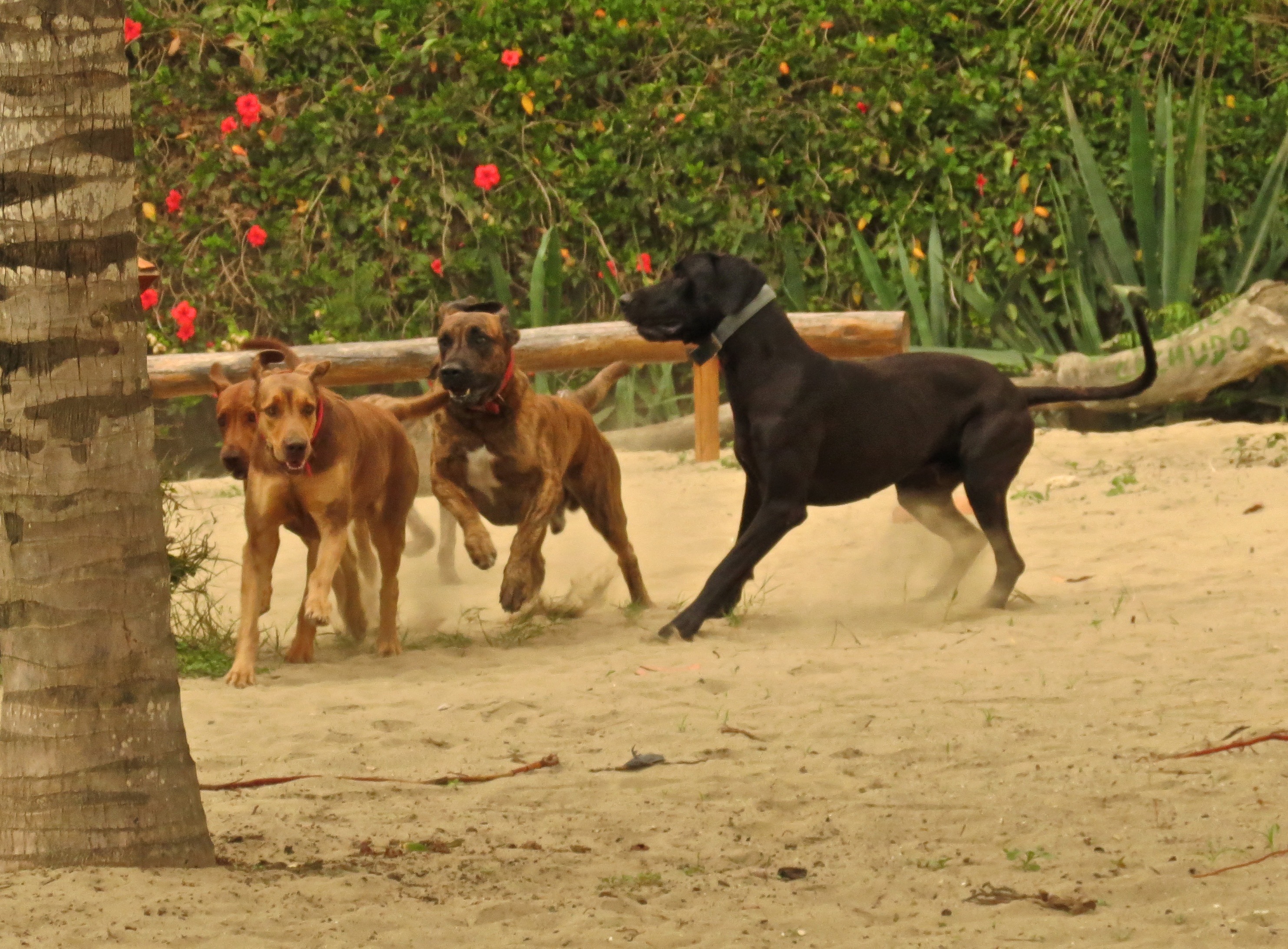 Dogs running on tropical beach