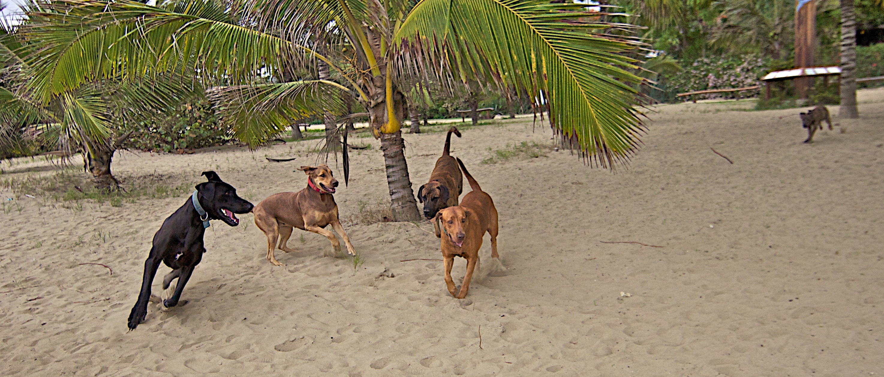 Dogs playing on beach