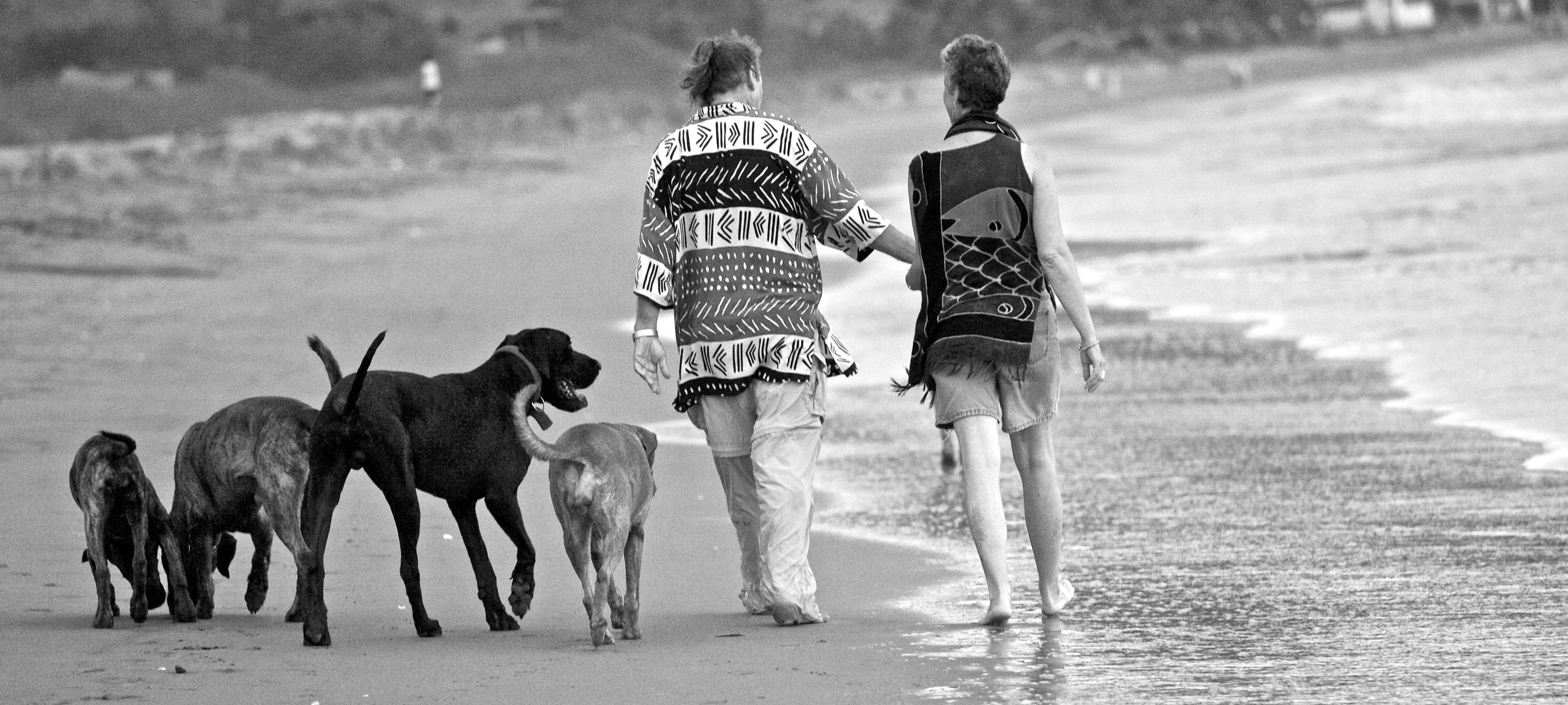Dogs and human couple walking together on beach