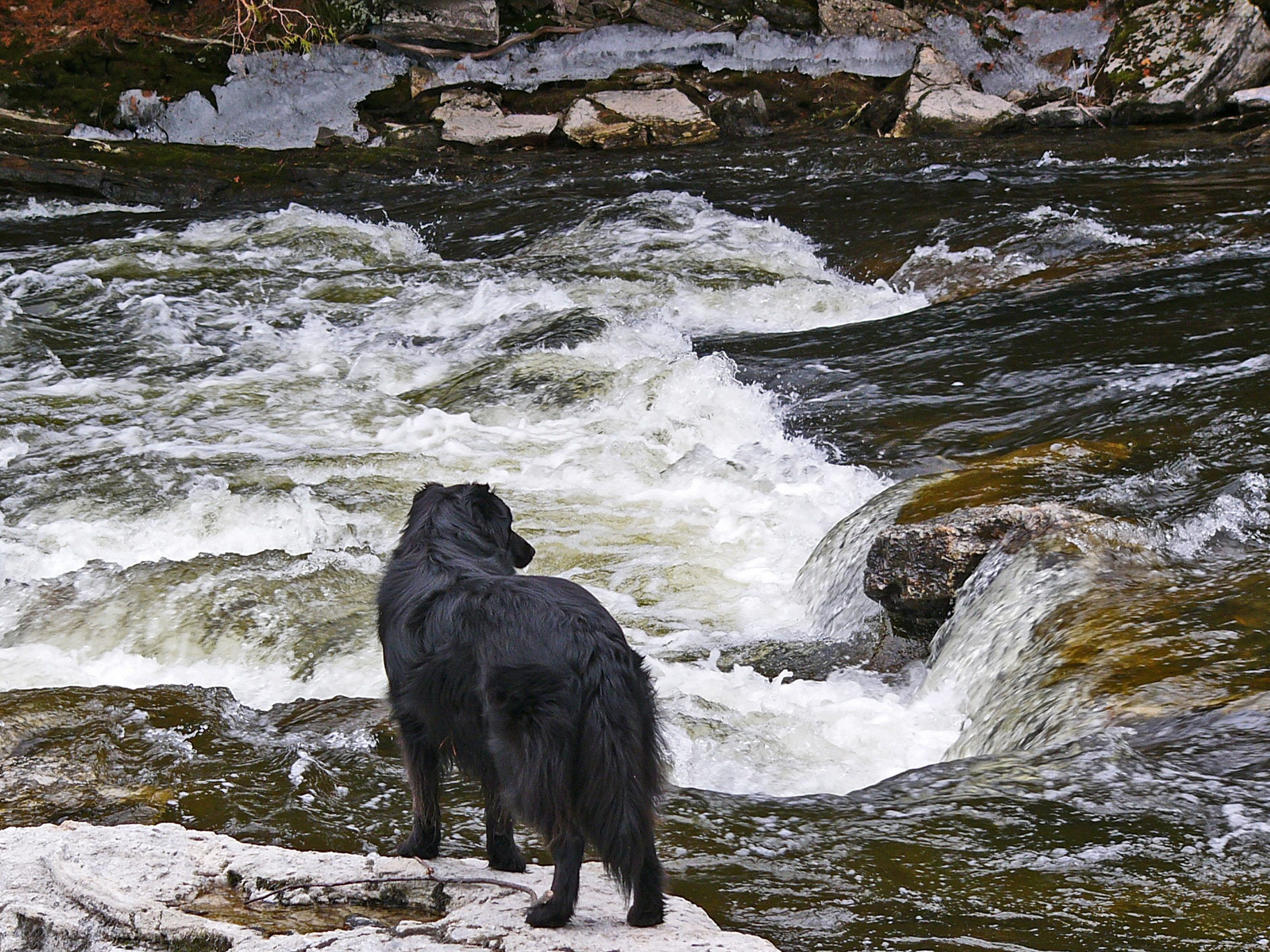 Dog standing in front of rapids