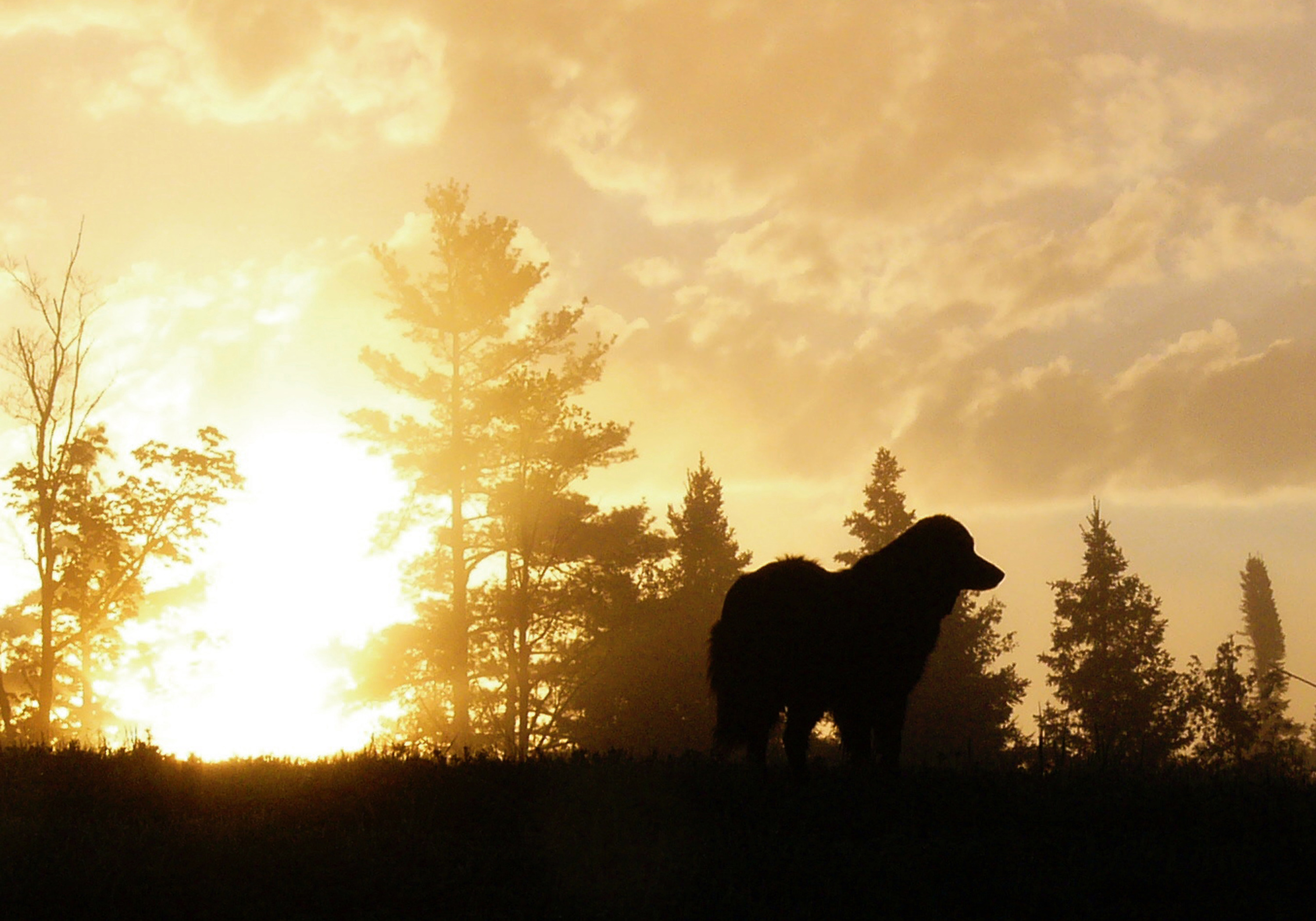 Dog standing in front of forest sunset